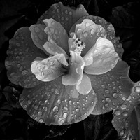 Poem & Image 2019-1179
