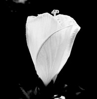 Poem & Image 2019-1184
