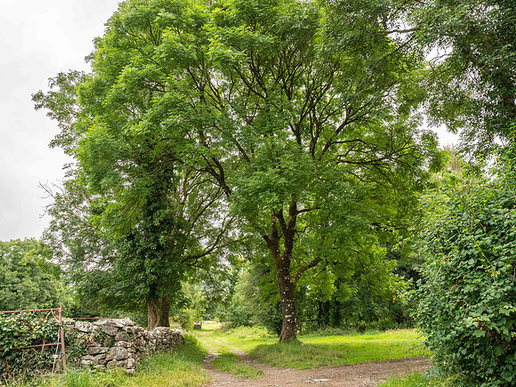 The Pump Bohreen, a small farm road (2019; 90940)