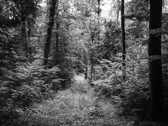Forest near Wuerzburg 2022.06-80015