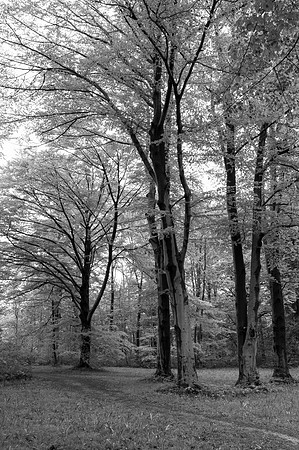 Across the River and Into the Trees ... (no. 2)