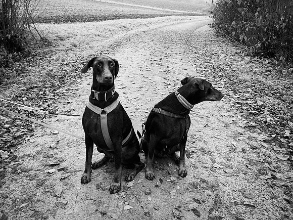 Like mother, like son (Kaido & July). Hettstadt 2024.12-20152